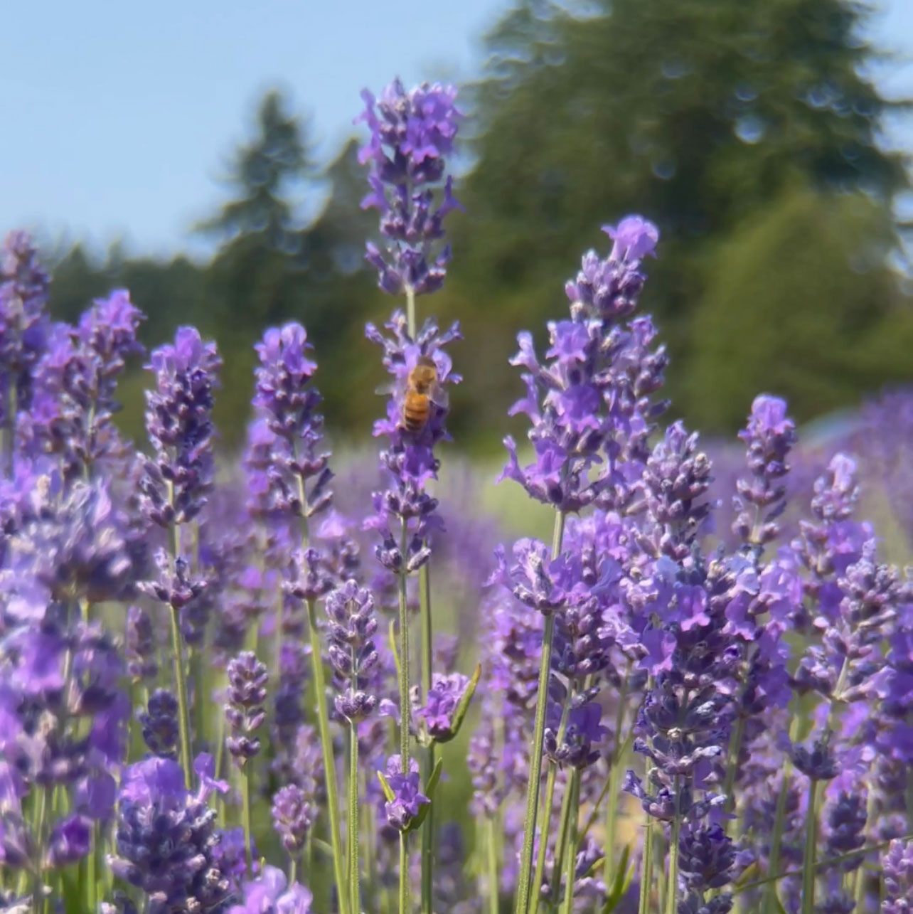 For the Love of Lavender